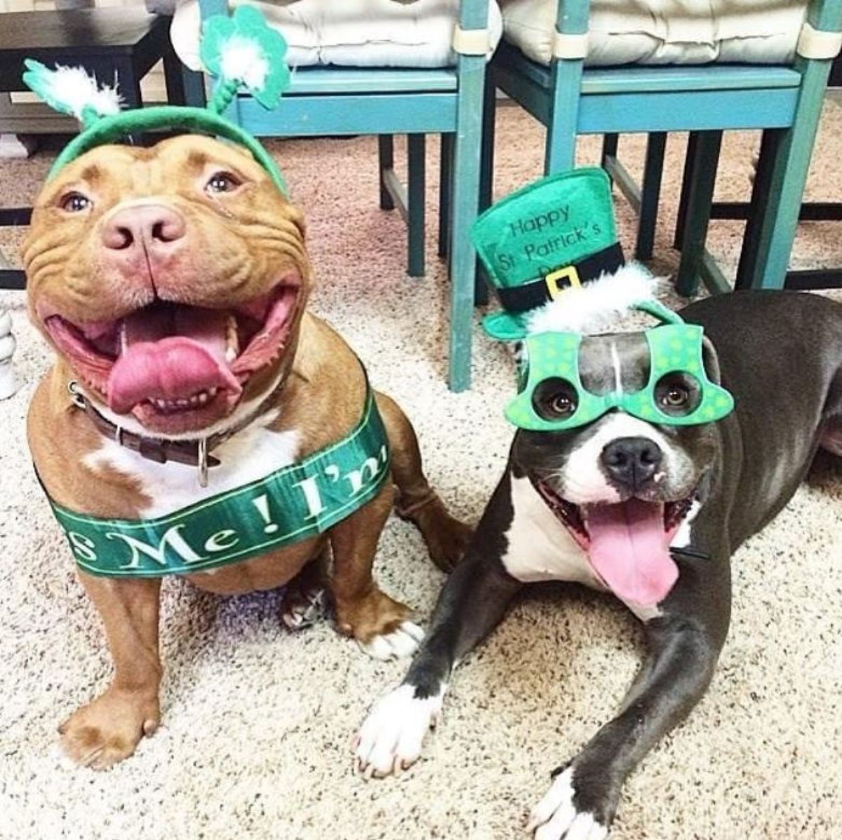 smiling brown and white pitbull and smiling grey and white pitbull wearing green st patrick's day outfits