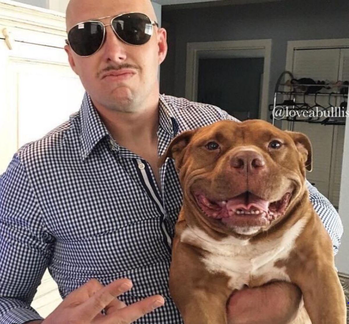 smiling brown and white pitbull being held by a man wearing black sunglasses
