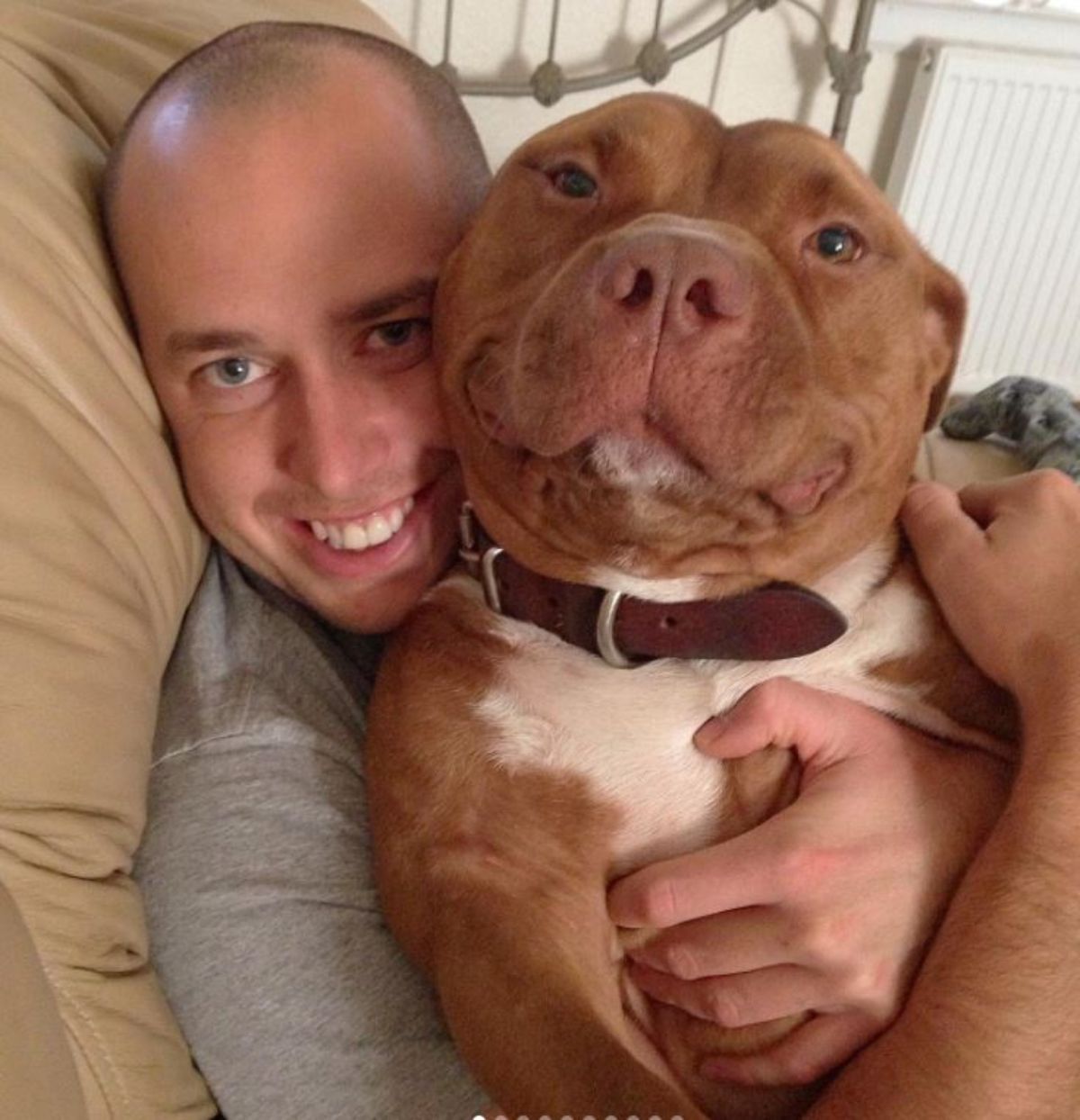 smiling brown and white pitbull being hugged by a man