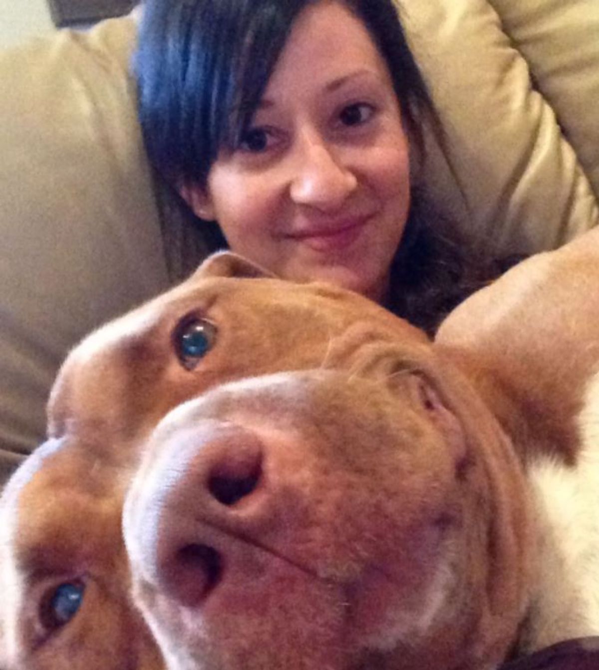 smiling brown and white pitbull cuddling with a woman