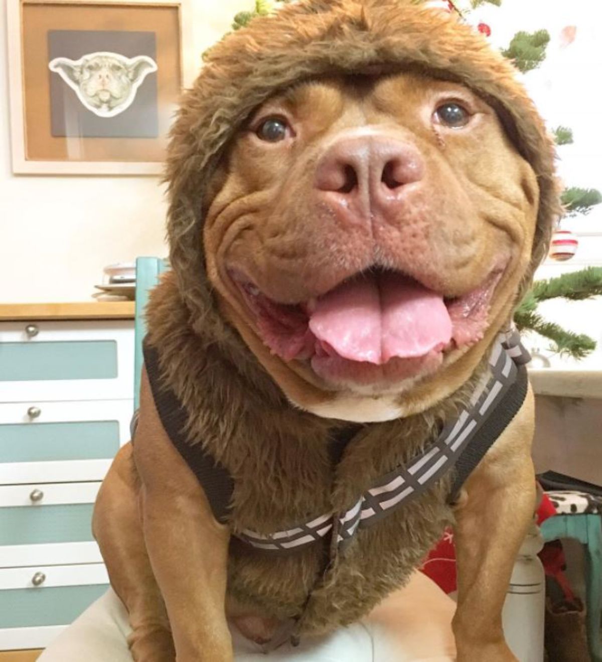 smiling brown and white pitbull in a fuzzy brown coat