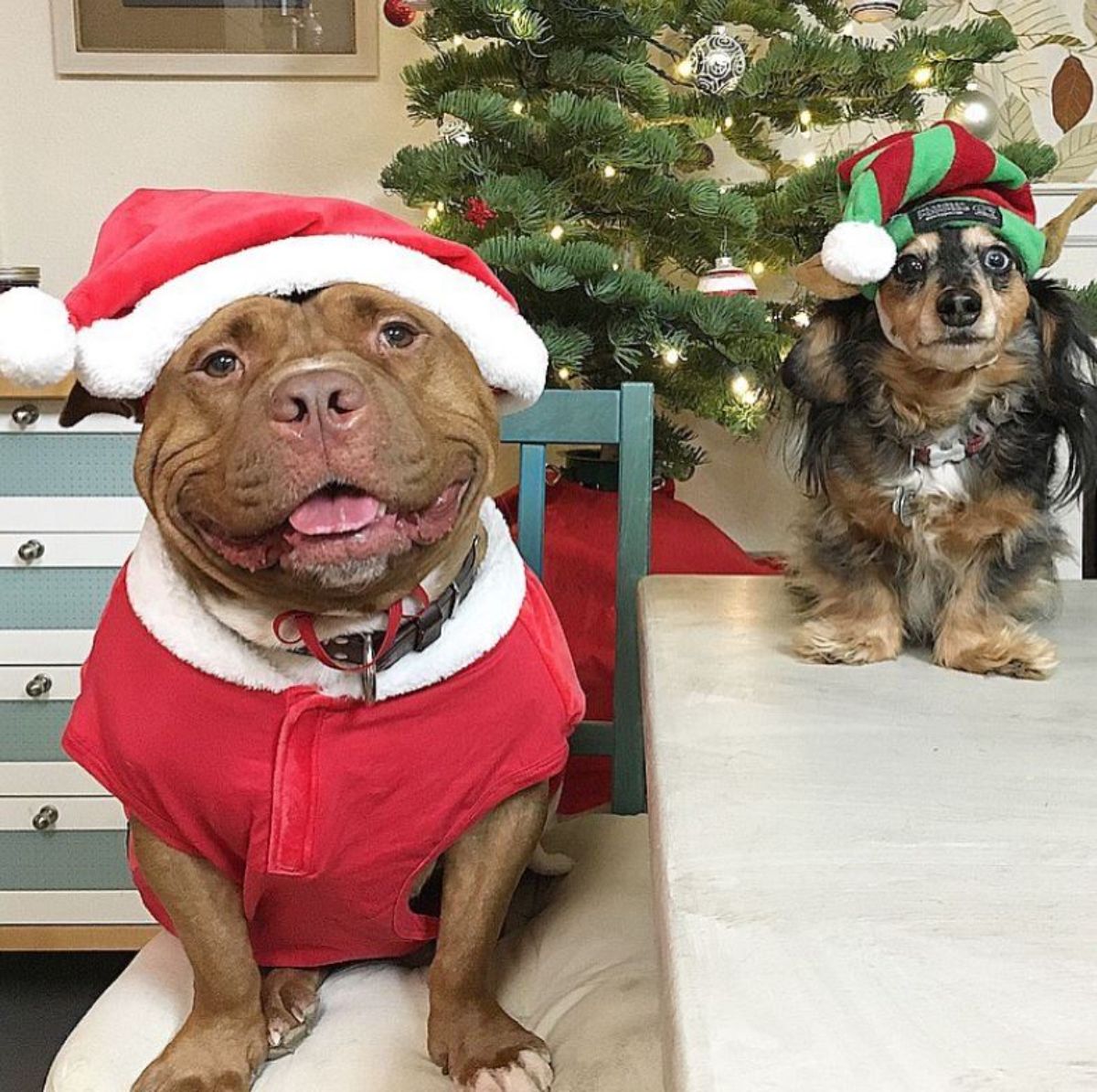 smiling brown and white pitbull in a red and white santa outfit and a black and white dashund in an elf hat and sitting on a table