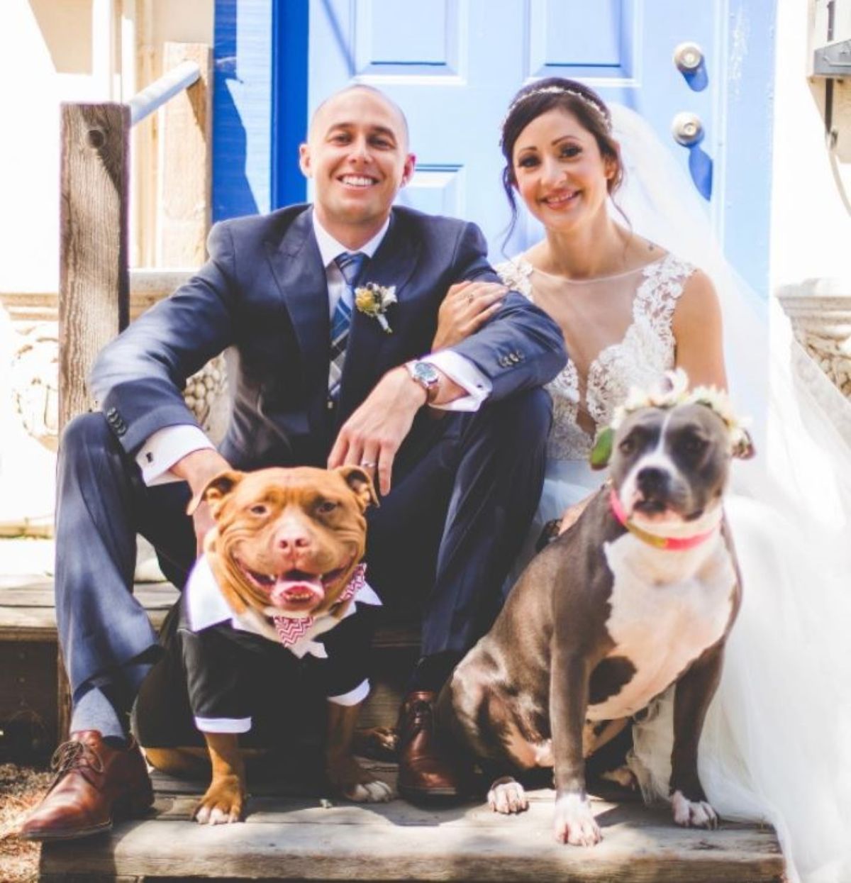 smiling brown and white pitbull in a tux and a grey and white pitbull with a white flower crown sitting in front of a groom and a bride