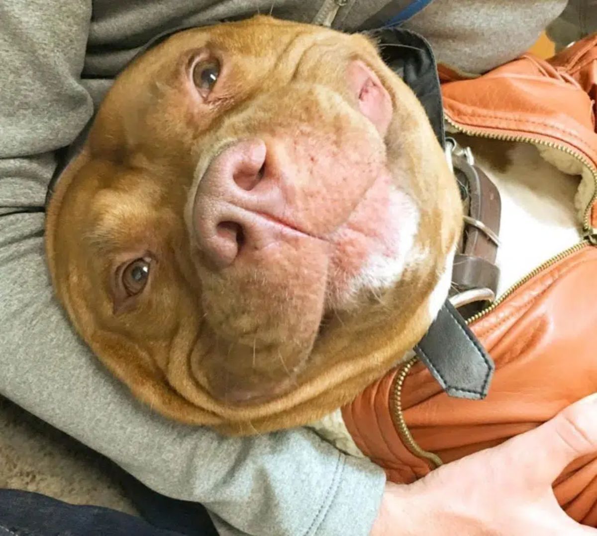 smiling brown and white pitbull laying belly up being hugged by someone