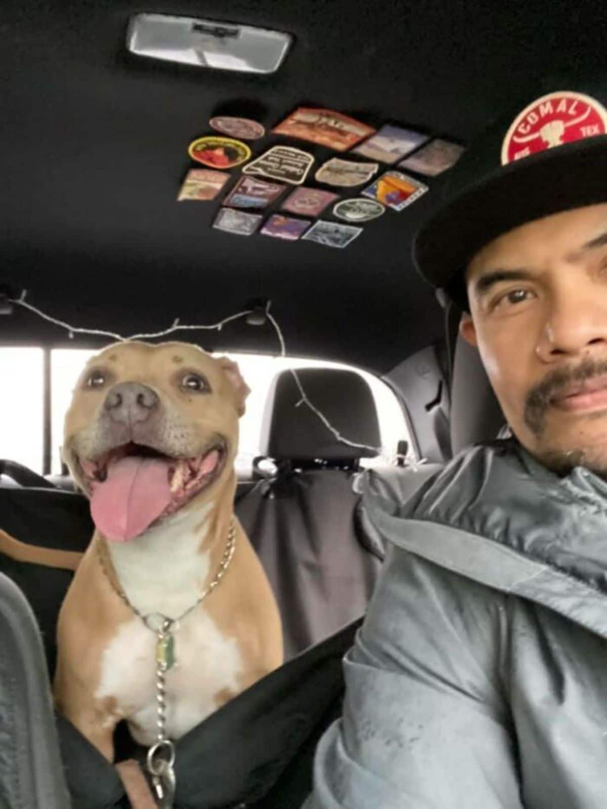 smiling brown and white pitbull sitting in the backseat of a vehicle with a man in the driver's seat