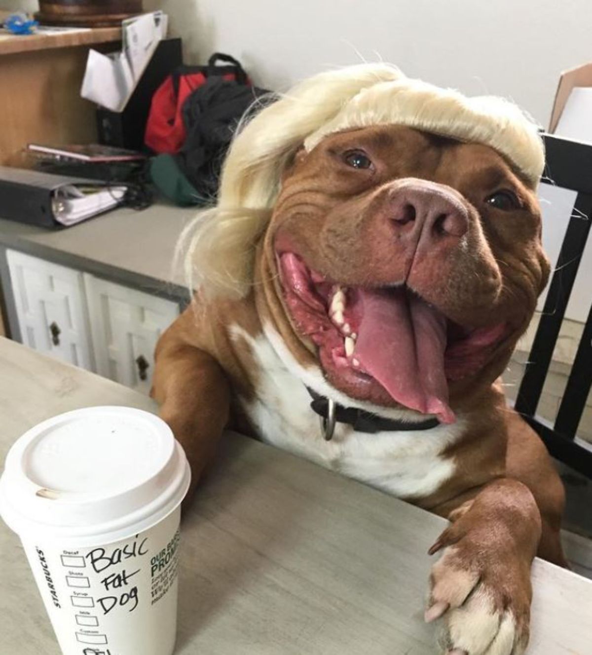 smiling brown and white pitbull sitting on a chair at a table wearing a blond wig in front of a drink cup