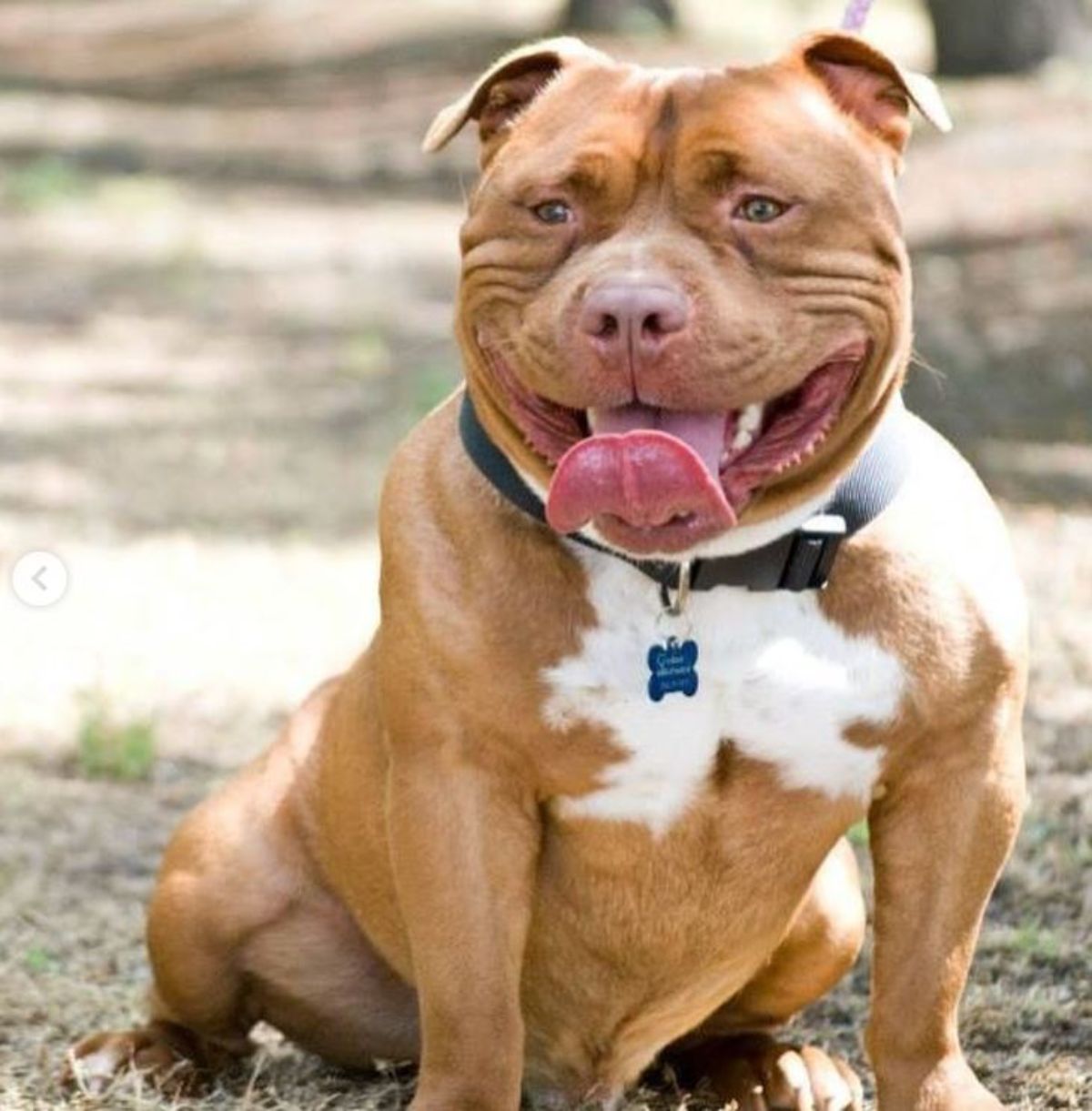 smiling brown and white pitbull sitting on grass