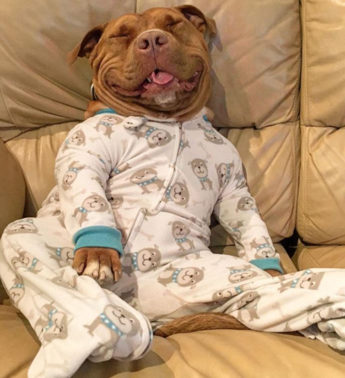 smiling brown and white pitbull sitting up on a brown sofa wearing a white and colourful onesie