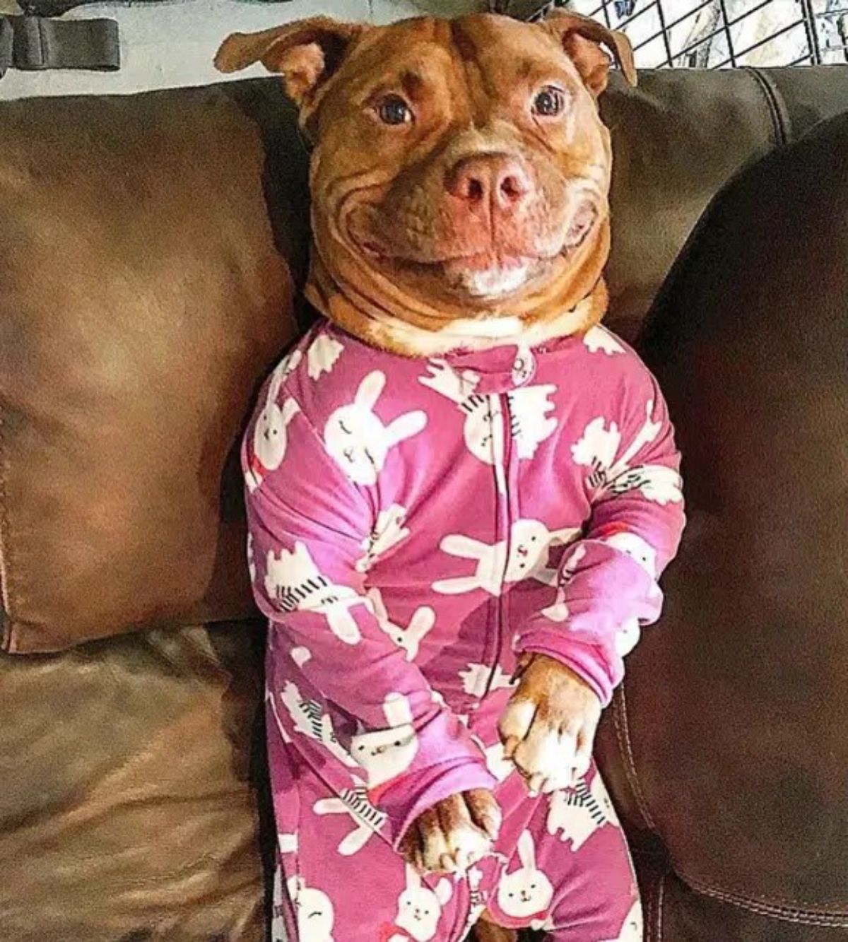 smiling brown and white pitbull sitting up wearing pink and white bunny onesie on a brown sofa