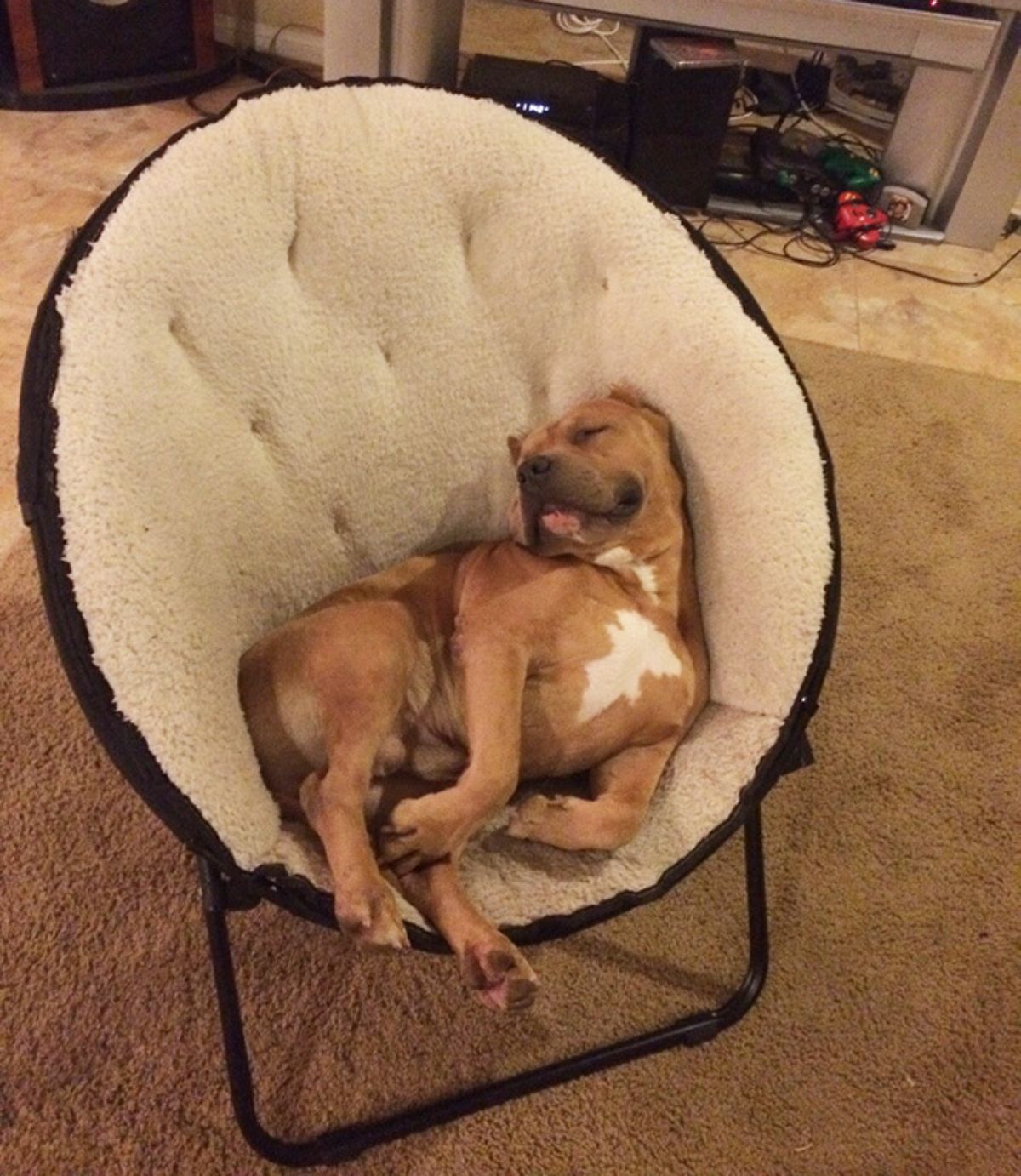 smiling brown and white pitbull sleeping in a white and black plush chair