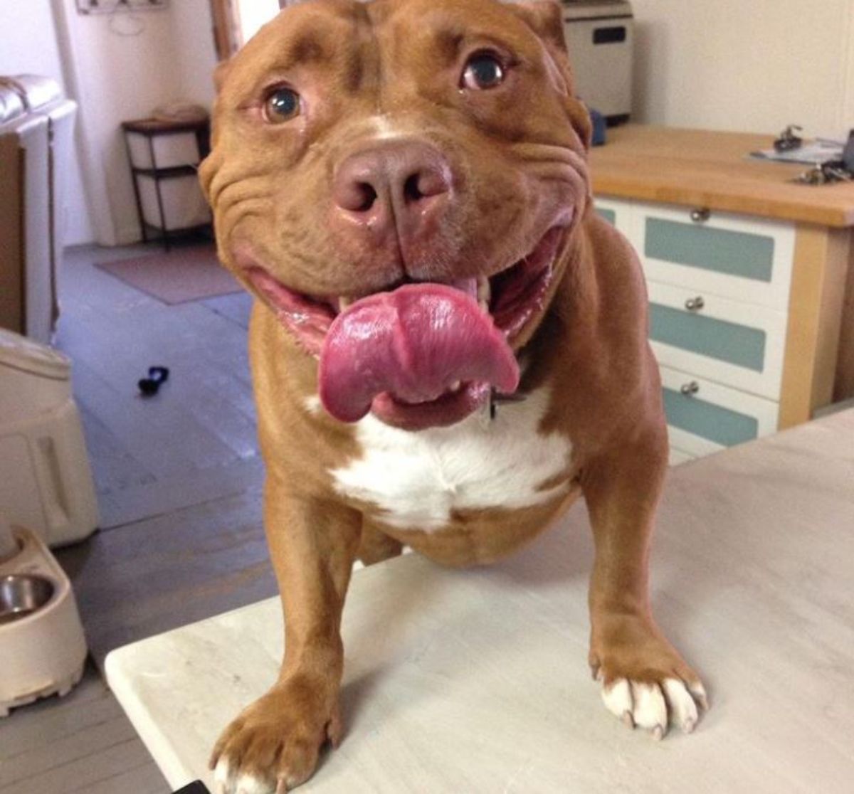 smiling brown and white pitbull standing on hind legs with the front legs on a table