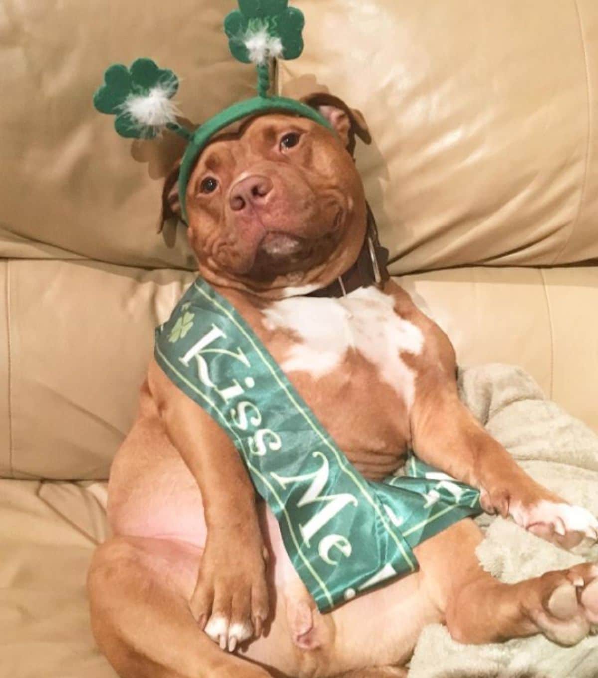 smiling brown and white pitbull wearing a kiss me green sash and a green clover headband and sitting upright on a brown sofa