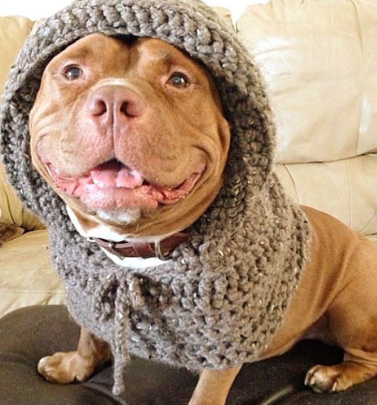 smiling brown and white pitbull wearing a knitted grey hoodie