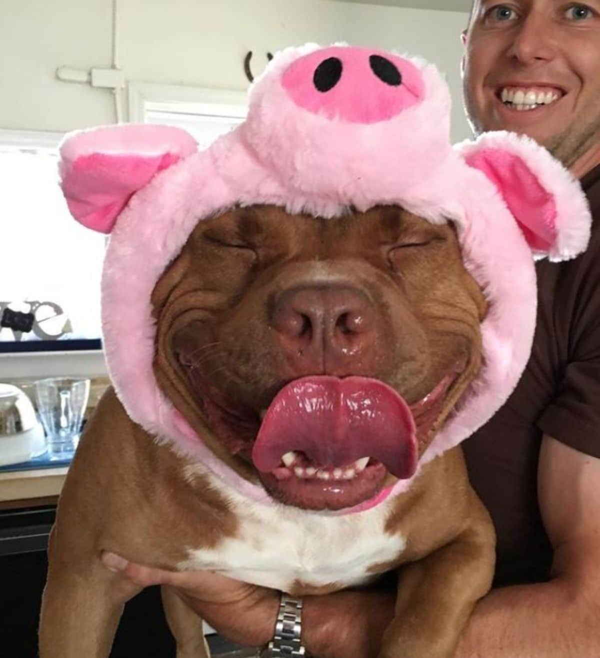 smiling brown and white pitbull wearing a pink pig outfit and being held by a man
