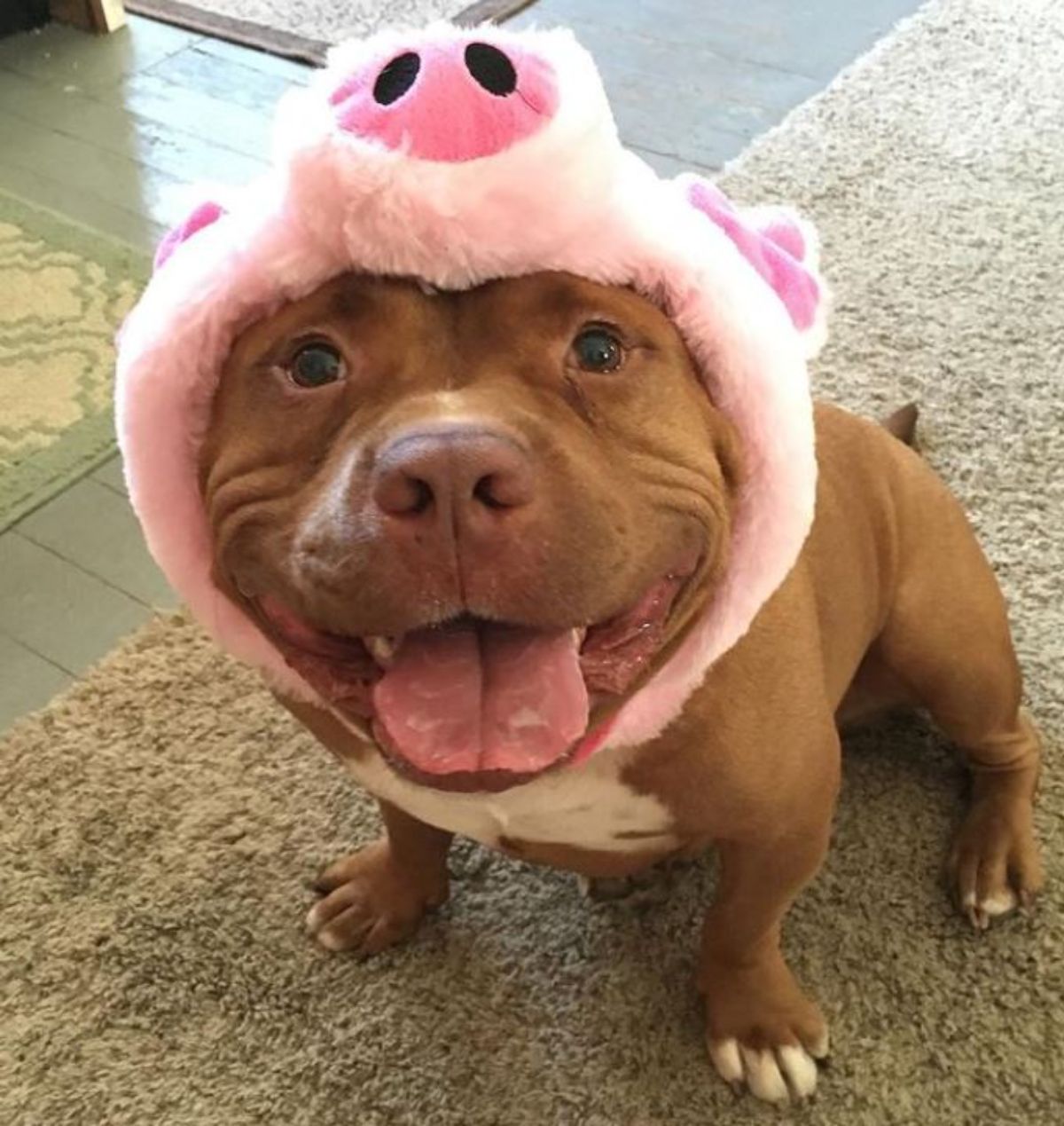 smiling brown and white pitbull wearing a pink pig outfit and sitting on the floor