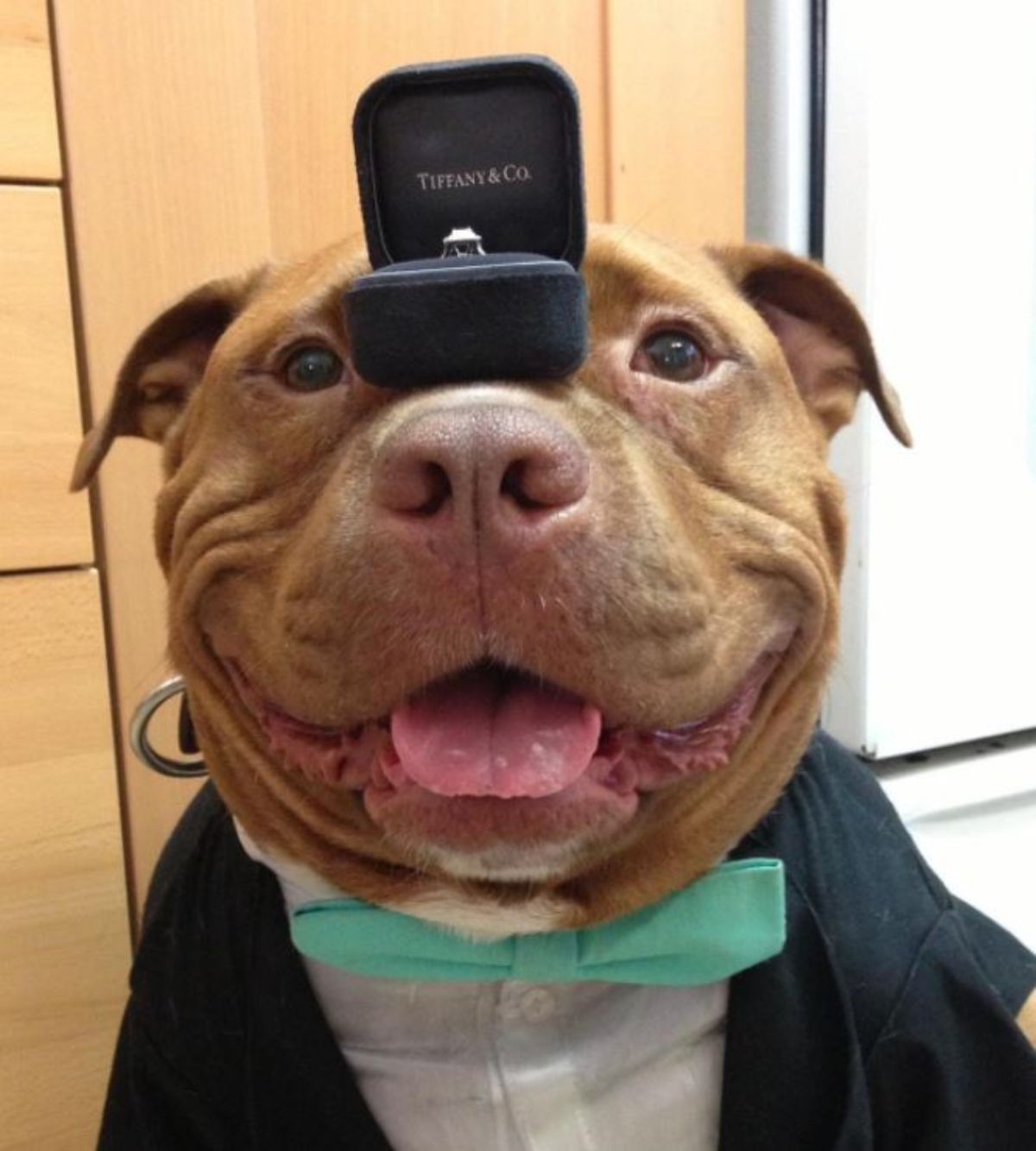 smiling brown and white pitbull wearing a tux and a green bowtie with a black box with an engagement ring on the snout