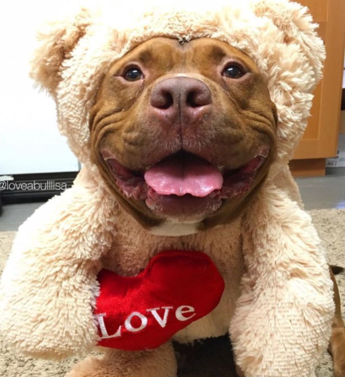 smiling brown and white pitbull wearing a white fuzzy bear outfit with a heart with the word LOVE on it
