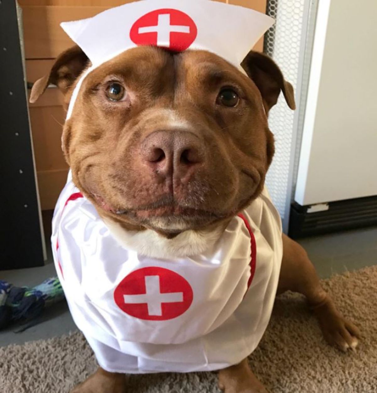 smiling brown and white pitbull wearing a white shirt and hat with a red and white cross