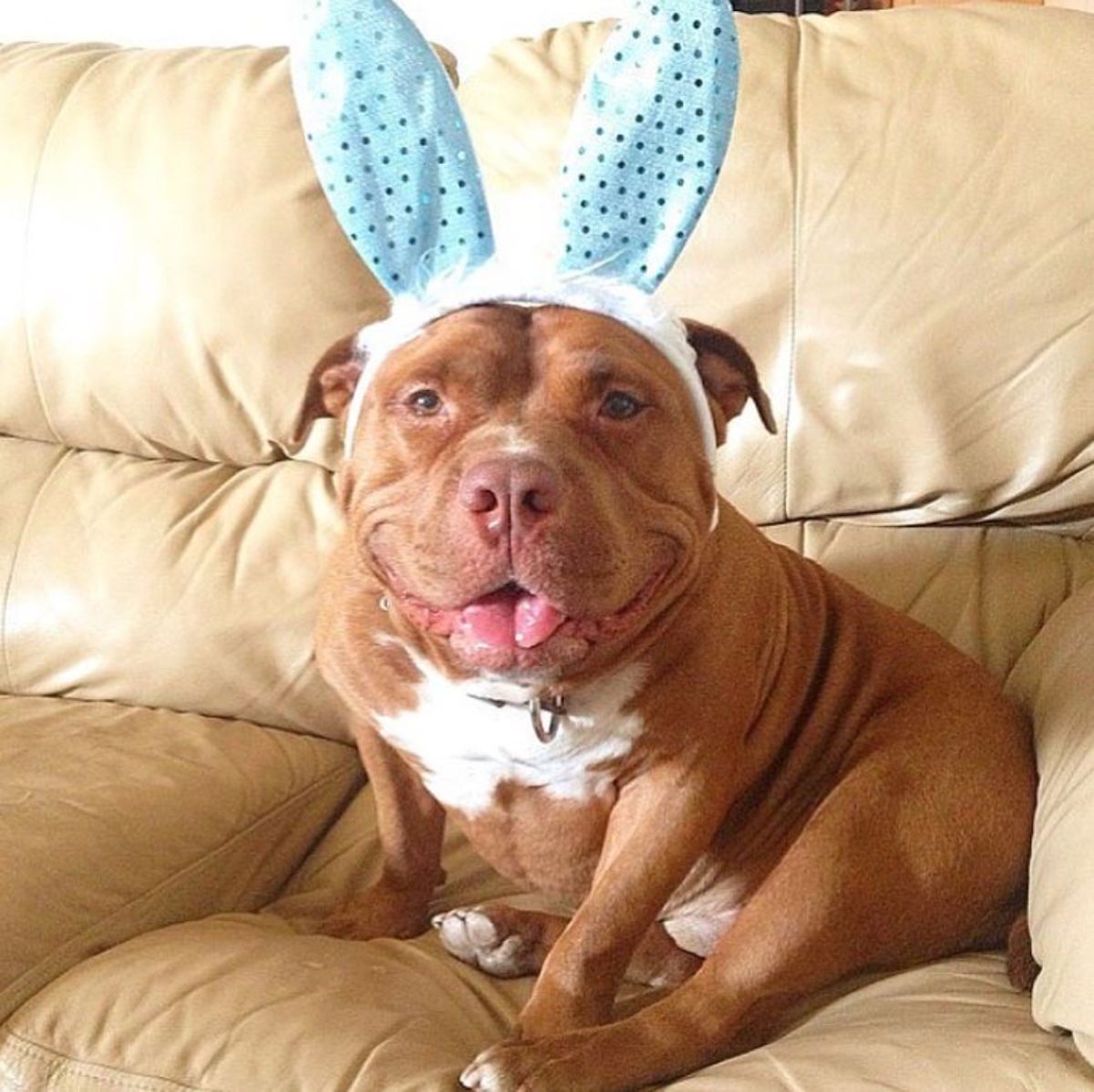 smiling brown and white pitbull wearing blue and white bunny ears sitting on a brown sofa