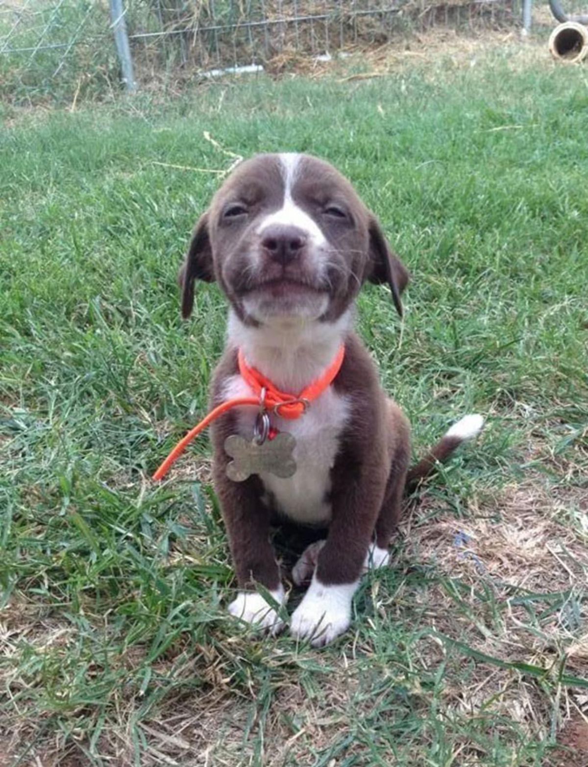 smiling brown and white puppy sitting on grass