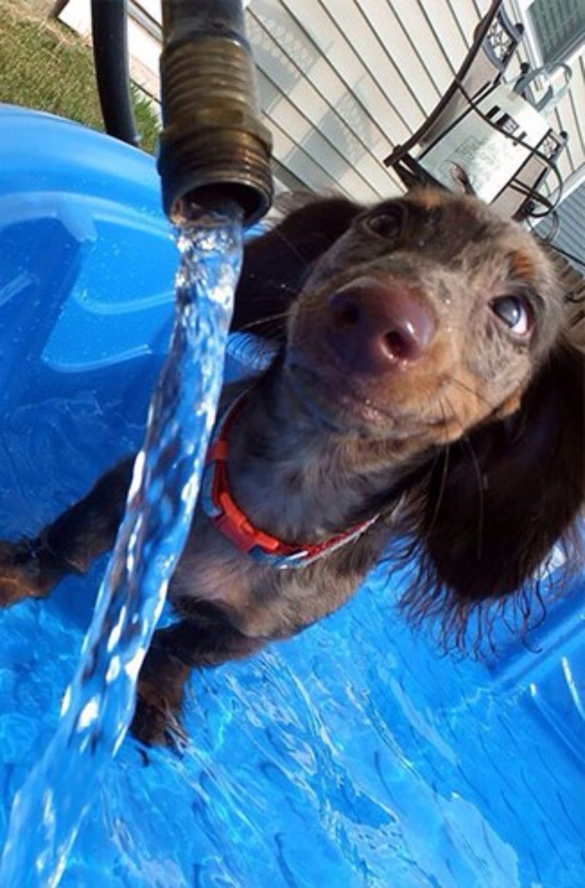 smiling brown dachshund in a blue kiddie pool that's being filled by a hose
