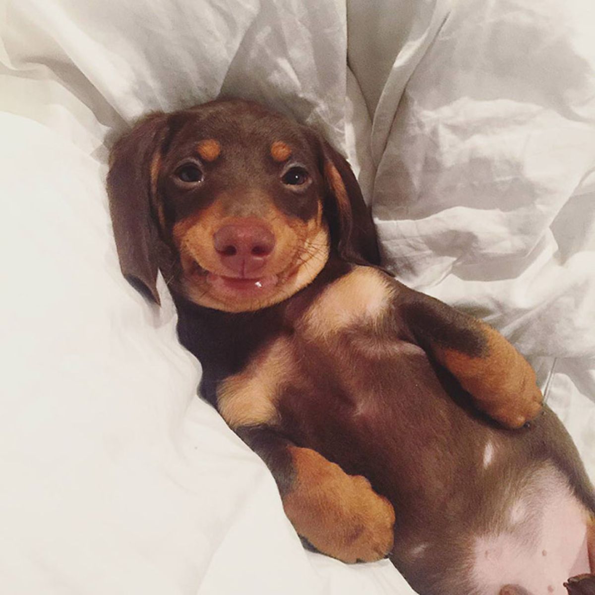 smiling brown dachshund laying belly up on a white bed