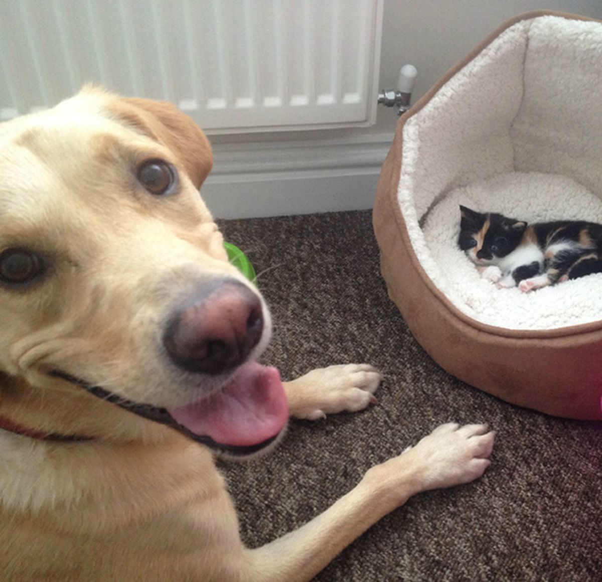 smiling brown dog looking at the camera while sitting in front of a white and brown cat bed with a white black and orange kitten in it