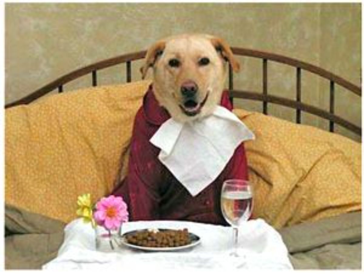 smiling brown dog sitting on a bed wearing a red robe and a white napkin with a breakfast table of kibble and water and flowers on a tray