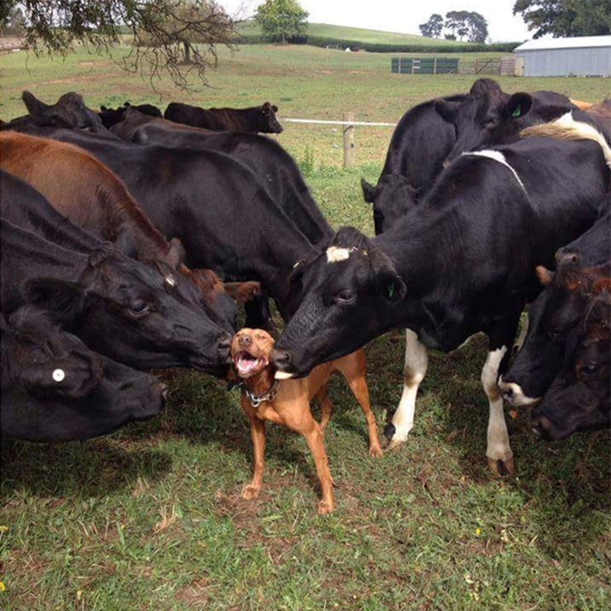 smiling brown dog standing on grass with black cows licking the dog