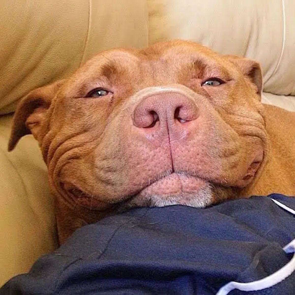 smiling brown pitbull laying on a blue surface on a brown sofa