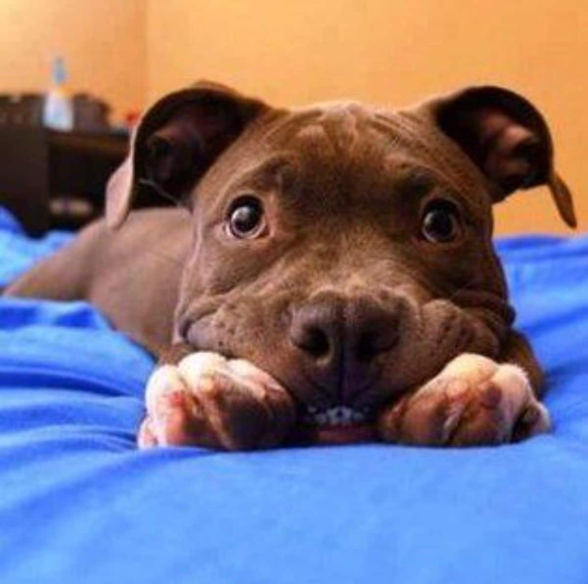 smiling brown pitbull with white paws laying its head on the front paws on a blue bed