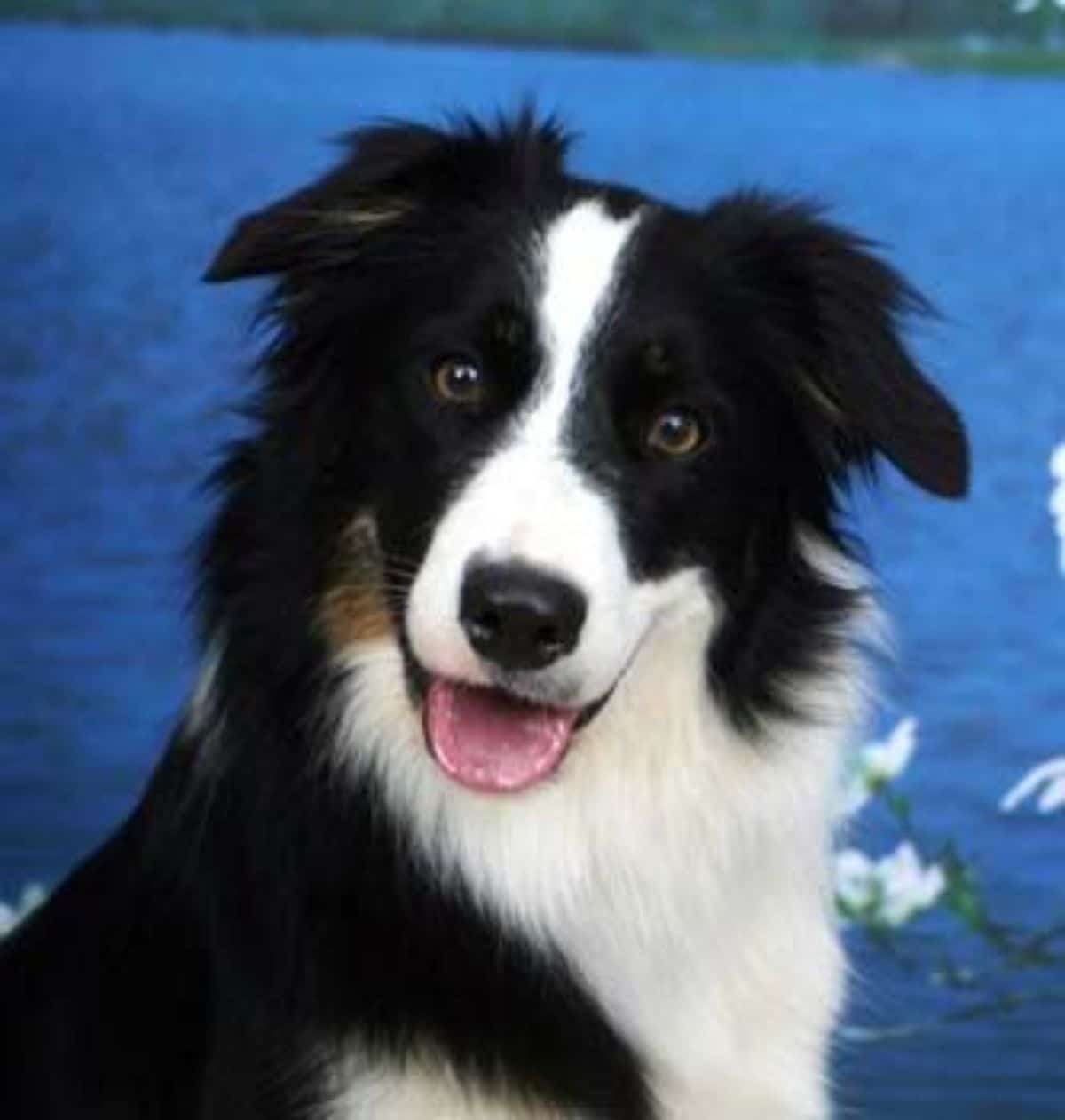 smiling fluffy black and white collie
