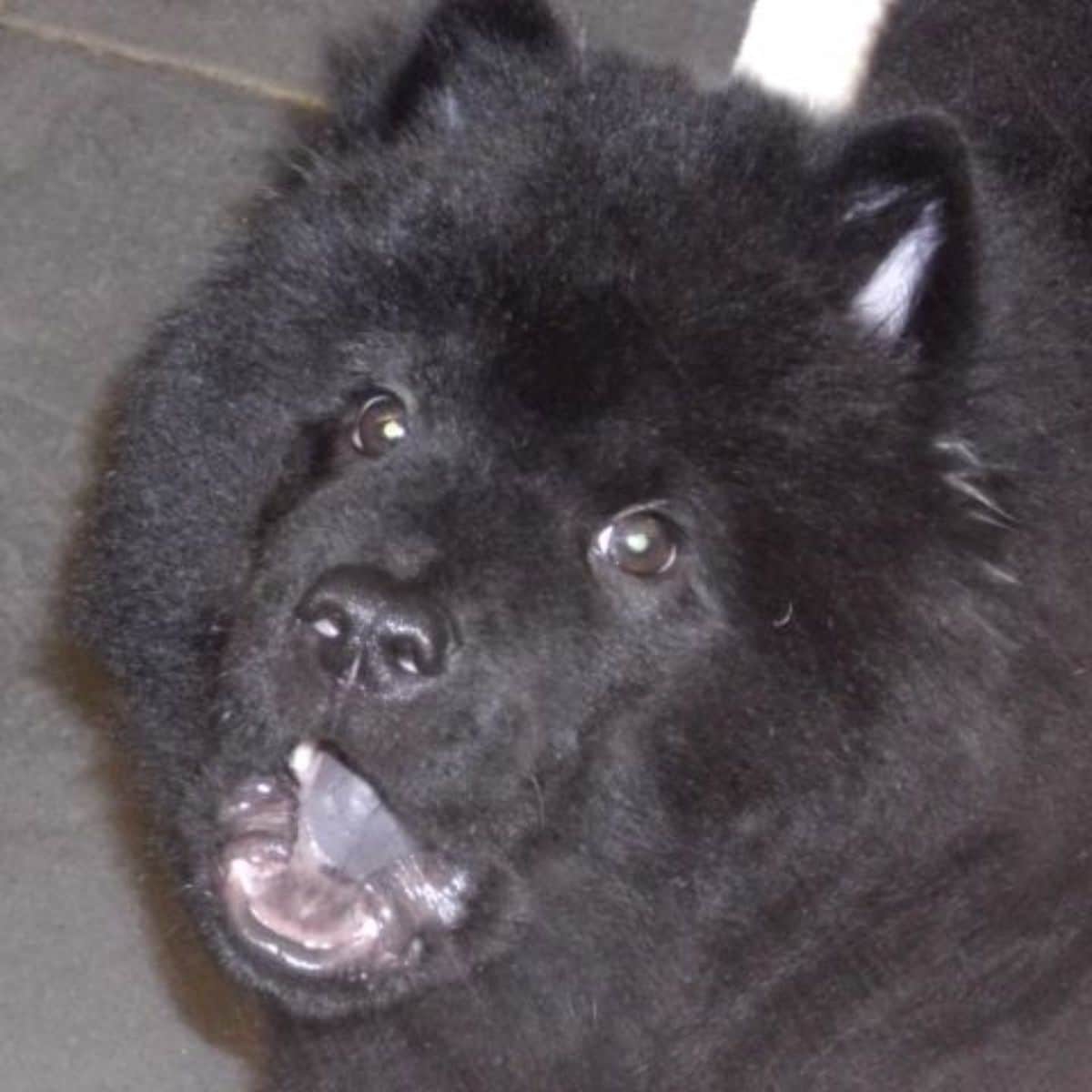 smiling fluffy black dog