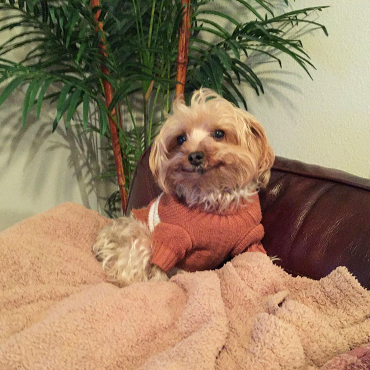 smiling fluffy brown and white dog in a pink and white sweater laying on a pile of fluffy pink blankets on a brown sofa