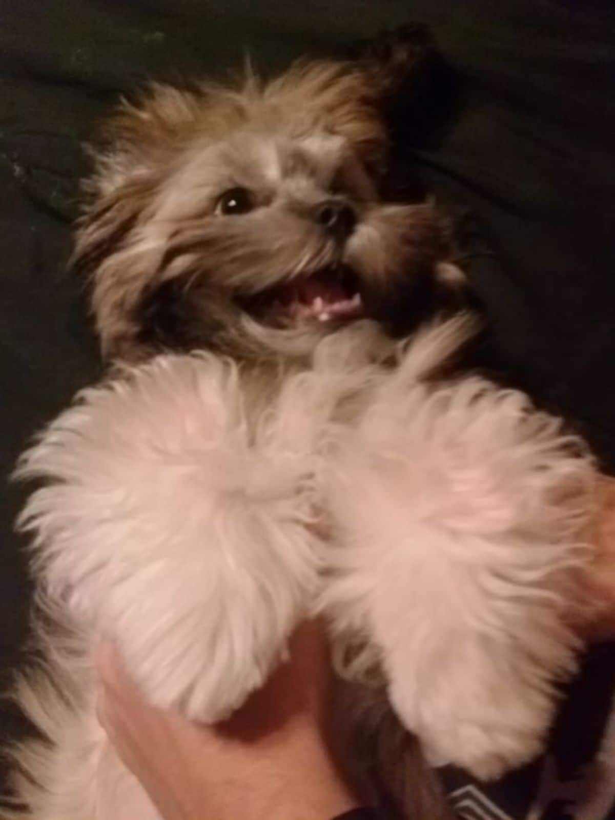 smiling fluffy brown and white dog laying belly up and getting belly rubs