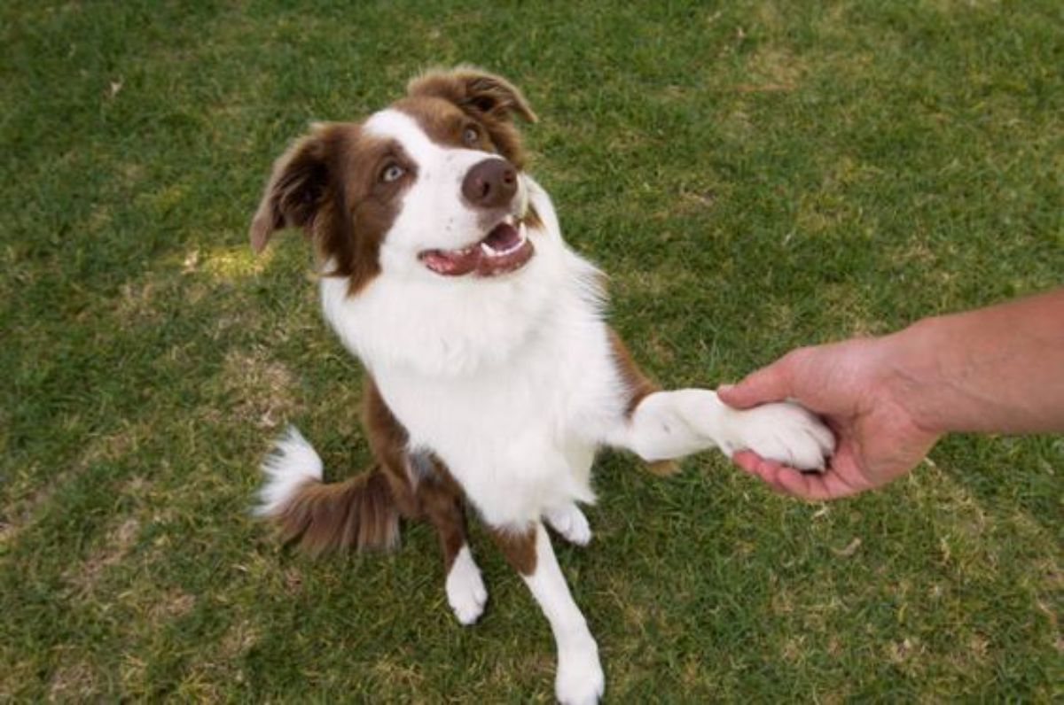 smiling fluffy brown and white dog sitting on grass holding someone's hand