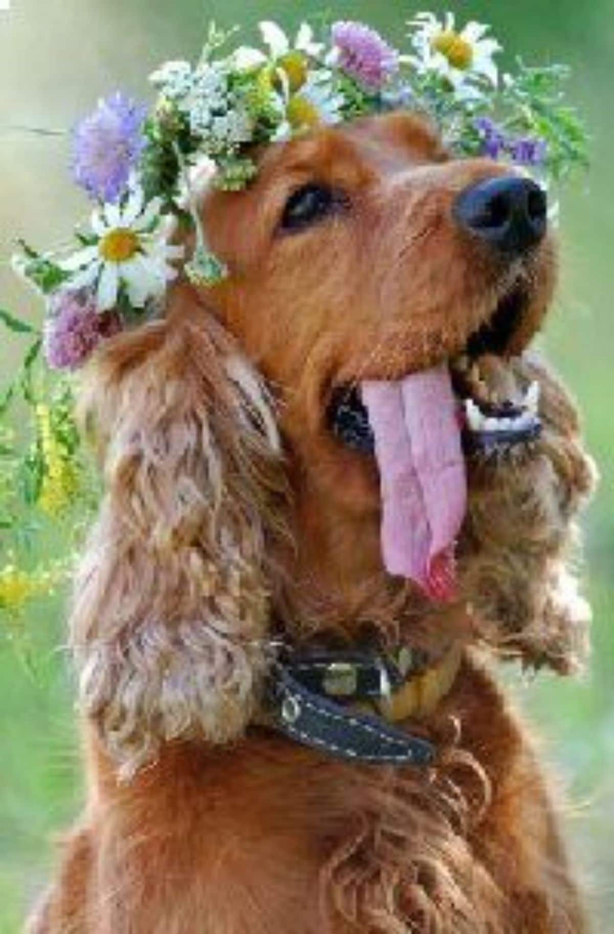 smiling fluffy brown dog with the tongue hanging out wearing a white and purple flower crown on the head