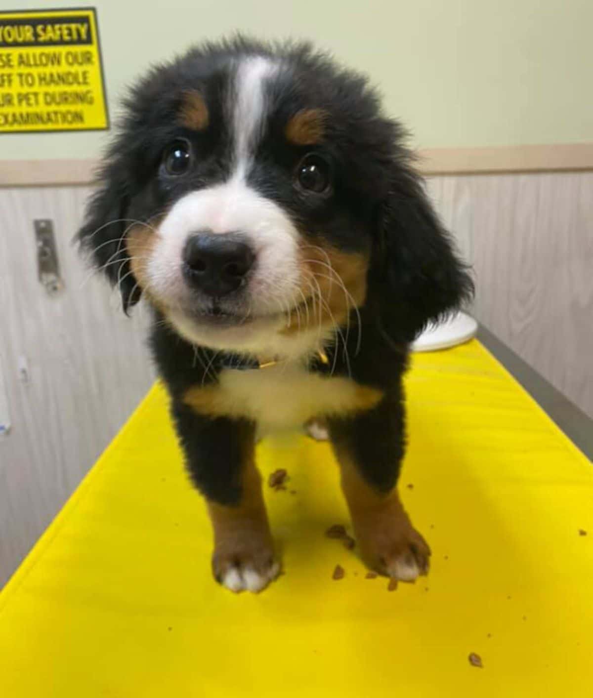 smiling fluffy white black and brown puppy standing on a table