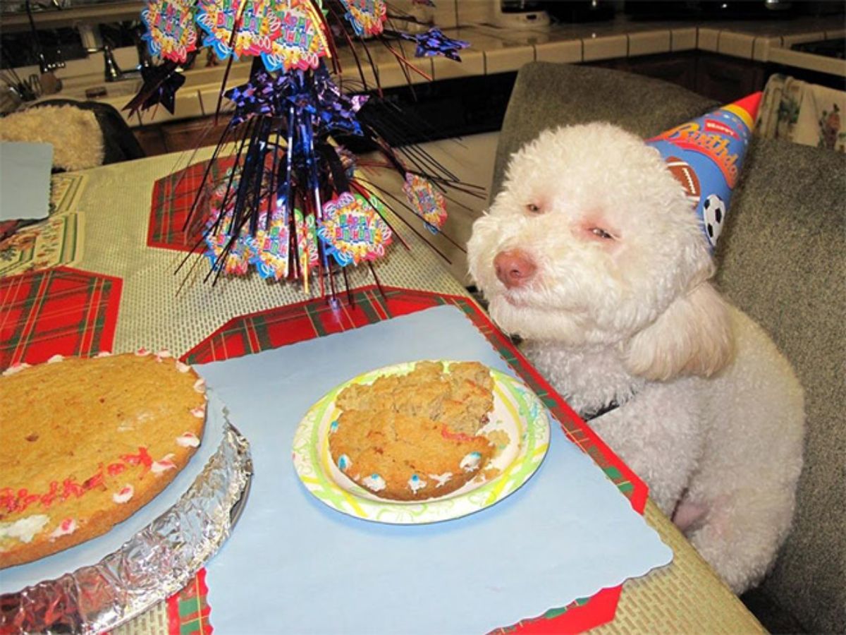 smiling fluffy white dog in a party hat sitting on a chair in front of a birthday cake at a table