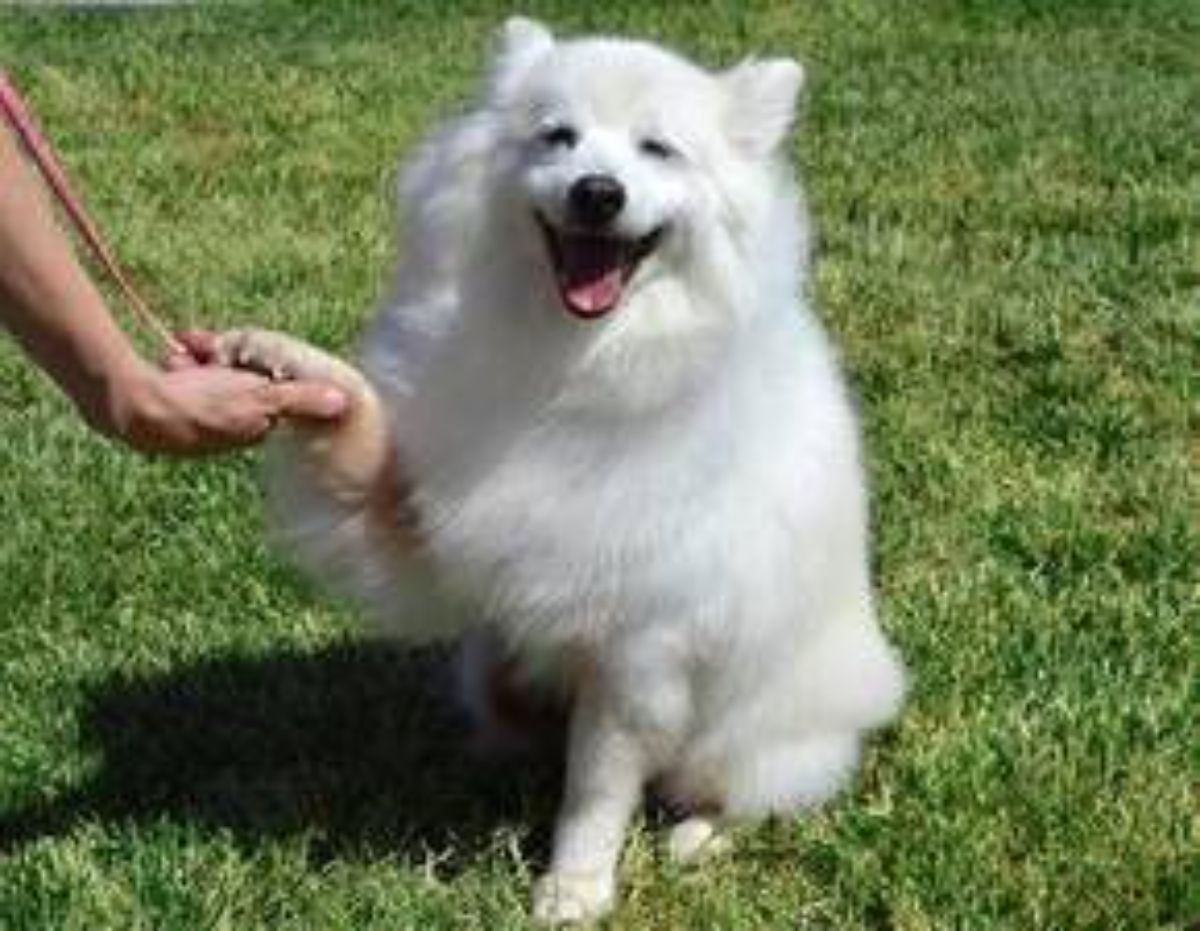 smiling fluffy white dog sitting on grass holding someone's hand