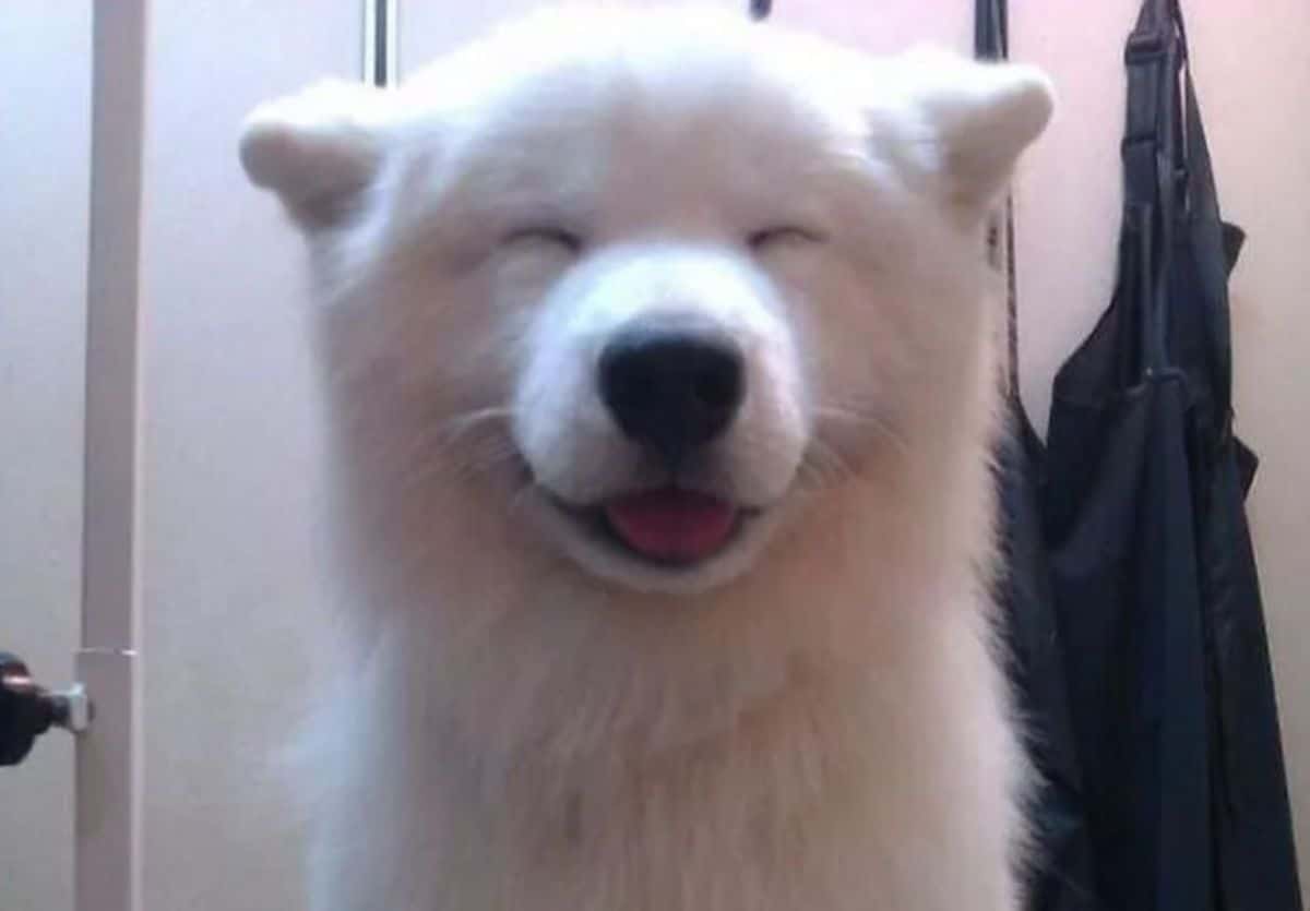 smiling fluffy white dog with the eyes closed