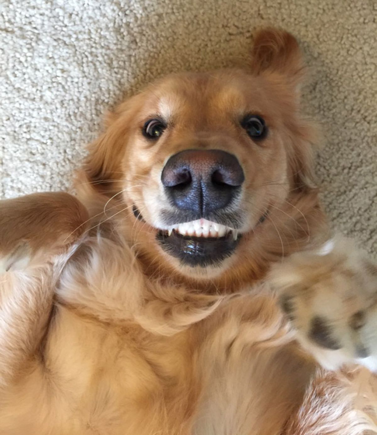 smiling golden retriever laying belly up on a white carpet