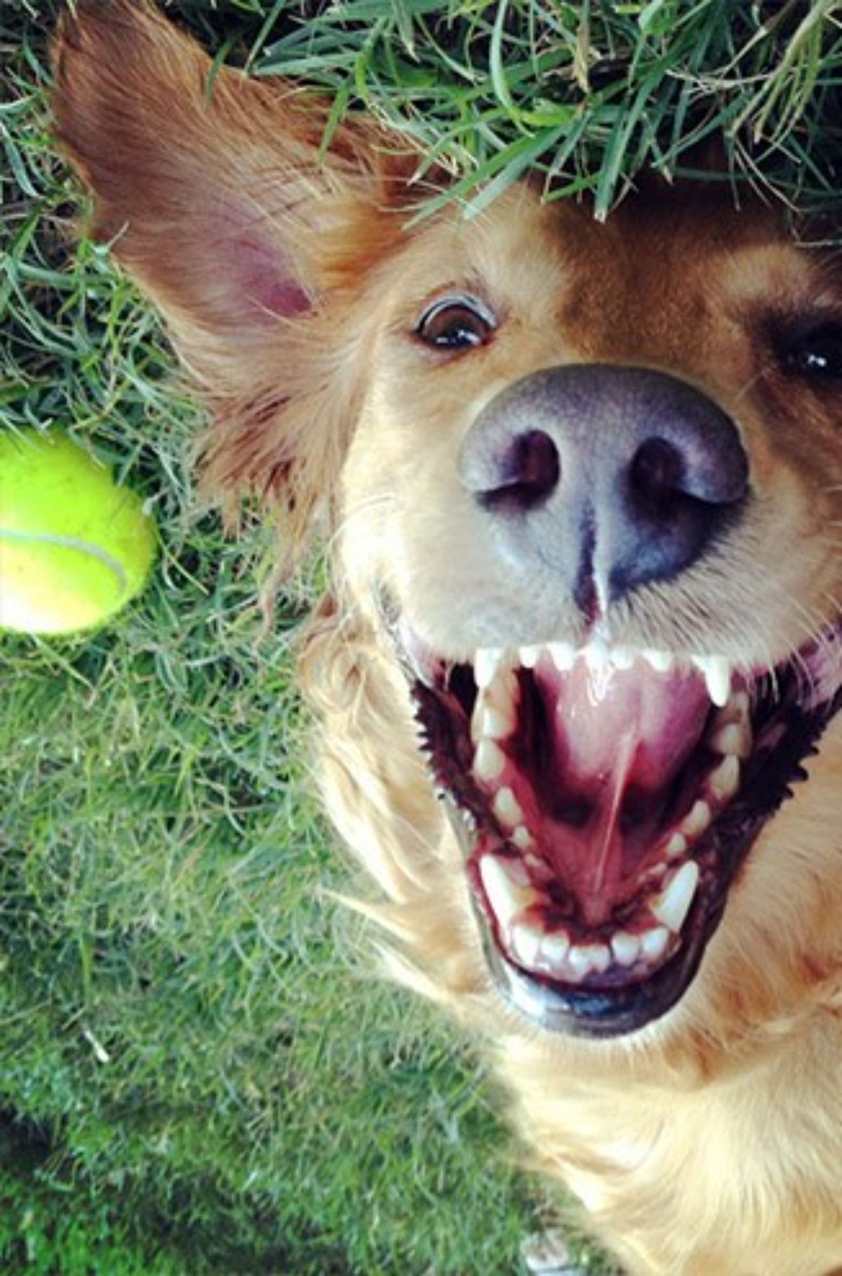 smiling golden retriever laying belly up on grass with a yellow tennis ball next to the face