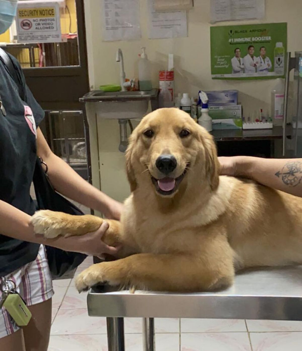 smiling golden retriever laying on a silver metal table at a vet clinic with someone holding his paw and someone else petting his back