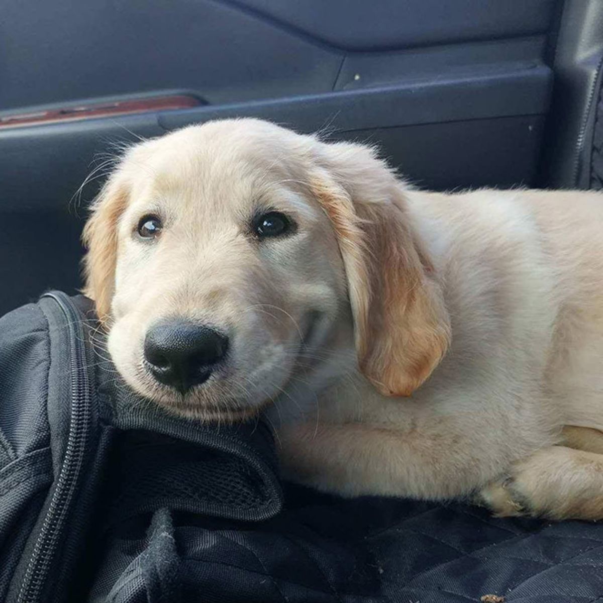 smiling golden retriever puppy in a vehicle placing the chin on a black backpack