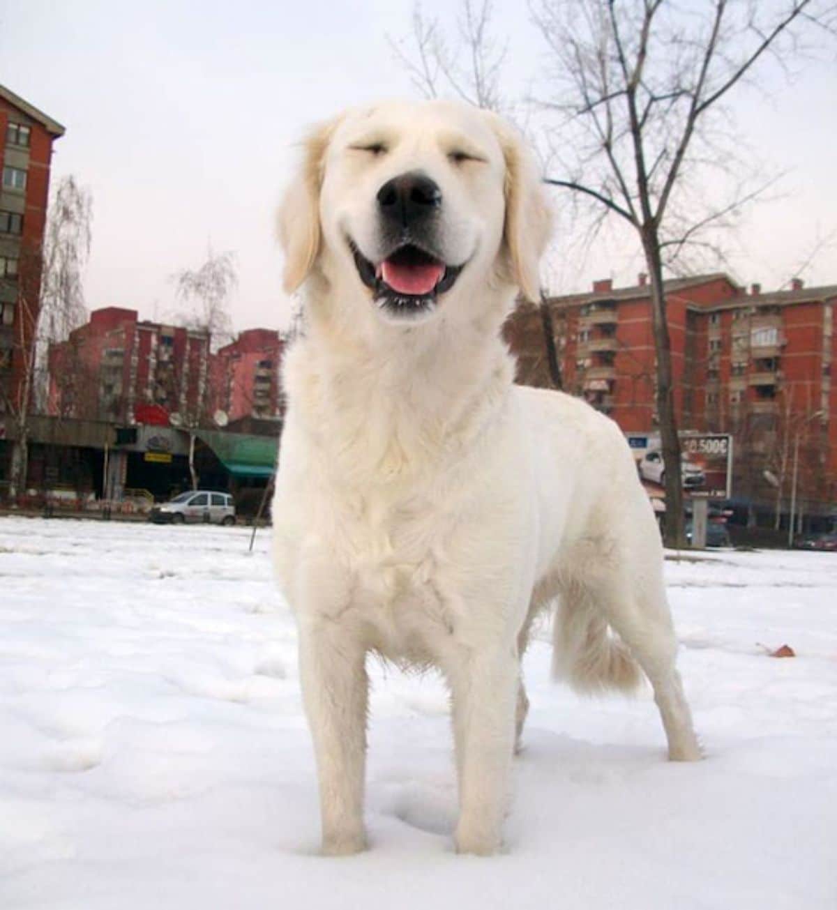 smiling golden retriever standing in snow with eyes closed