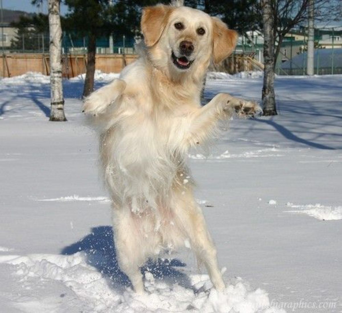 smiling golden retriever standing up on hind legs on snow