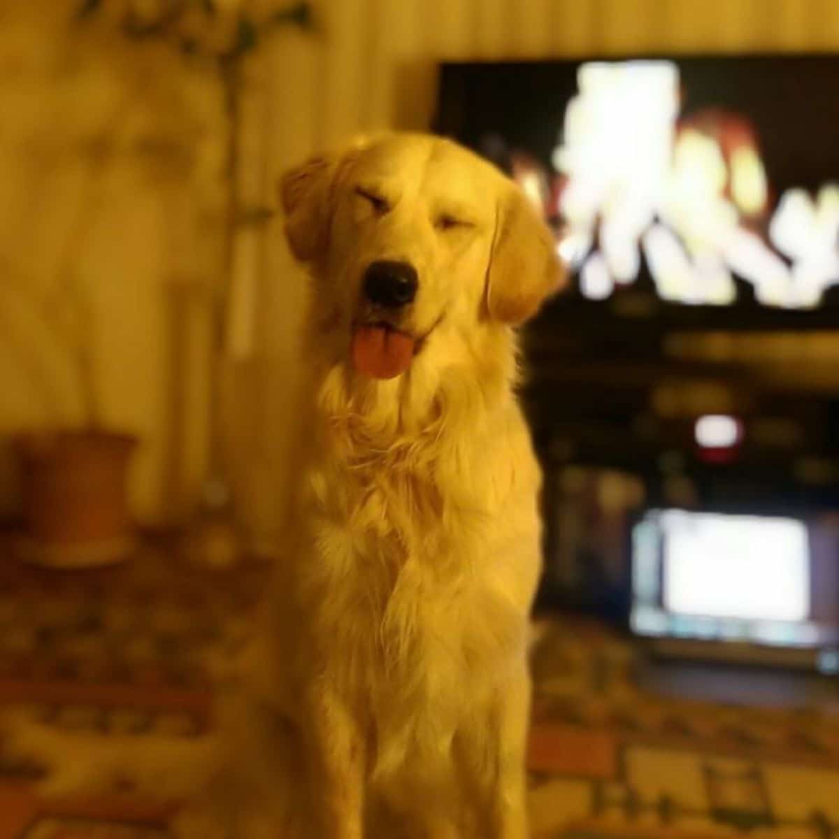 smiling golden retriever with the eyes closed and the tongue sticking out