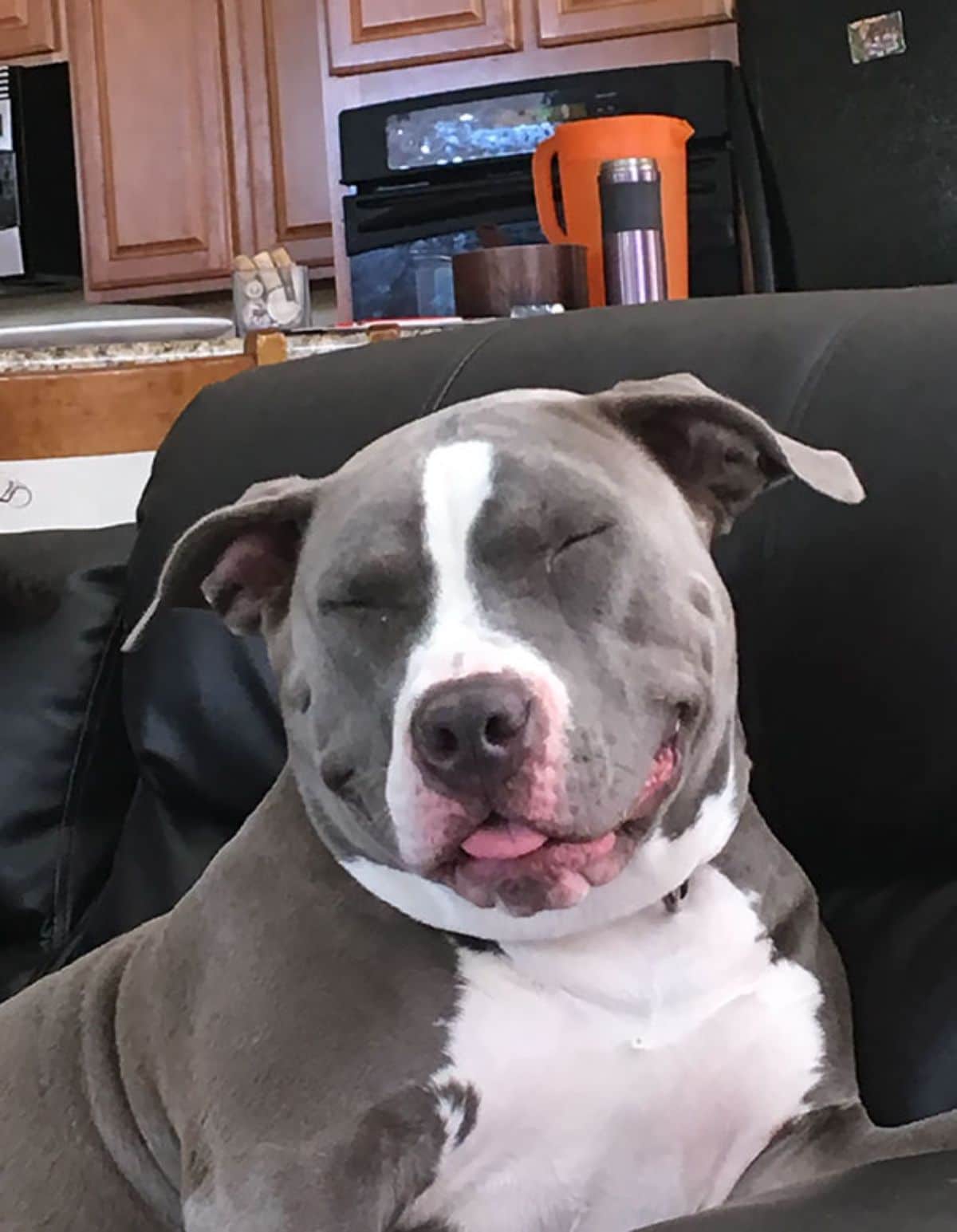 smiling grey and white pitbull laying on a black sofa with the eyes closed