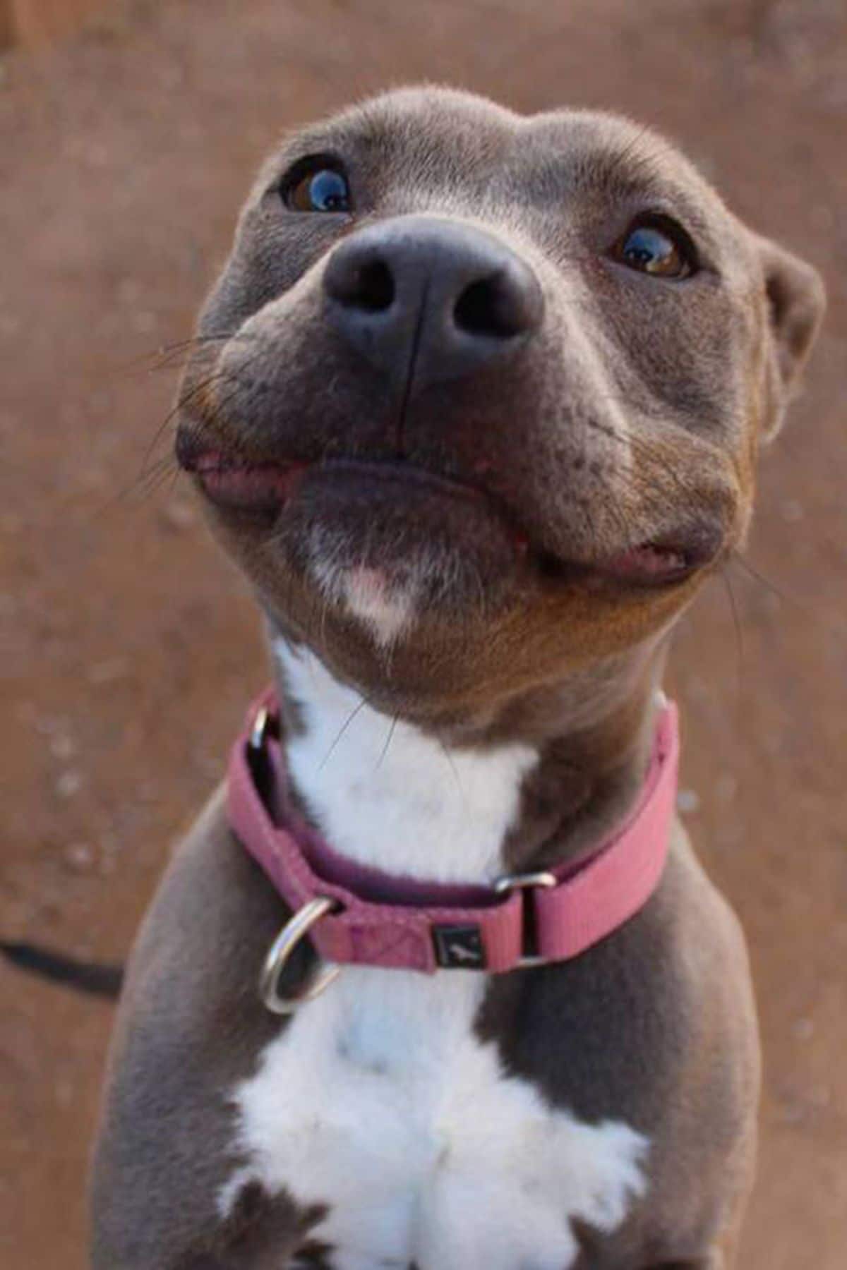 smiling grey and white pitbull on a leash